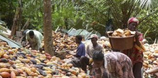 Côte d’Ivoire : l‘école pour sortir les enfants des plantations de cacao