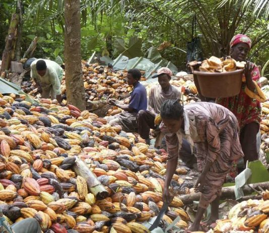 Côte d’Ivoire : l‘école pour sortir les enfants des plantations de cacao