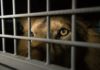 33 lions sauvés de cirques sud-américains arrivent en Afrique.