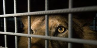 33 lions sauvés de cirques sud-américains arrivent en Afrique.