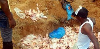 Sierra Leone: une foule se rue sur des poulets avariés enterrés dans une décharge