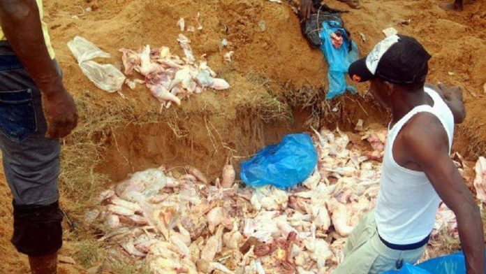 Sierra Leone: une foule se rue sur des poulets avariés enterrés dans une décharge