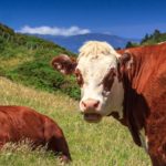 focus_shutterstock_skylynx_cattle_fr_dpl