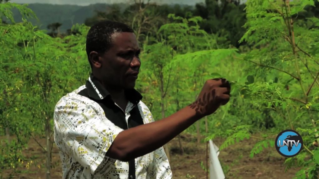 TOGO : Le Moringa, l’arbre aux mille vertus