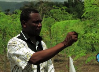 TOGO : Le Moringa, l’arbre aux mille vertus