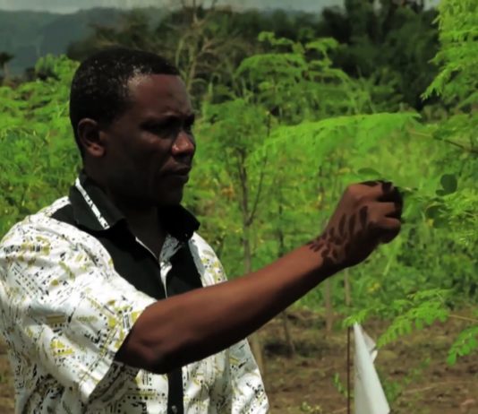 TOGO : Le Moringa, l’arbre aux mille vertus