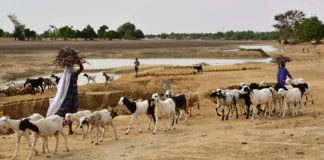Niger: 18 morts dans des affrontements entre agriculteurs